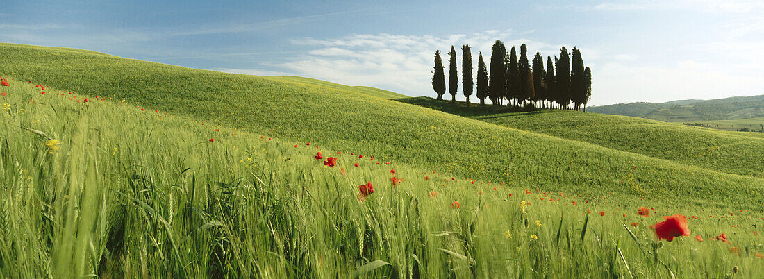Field with cypresses. Val d Orcia. Tuscany. Italy.