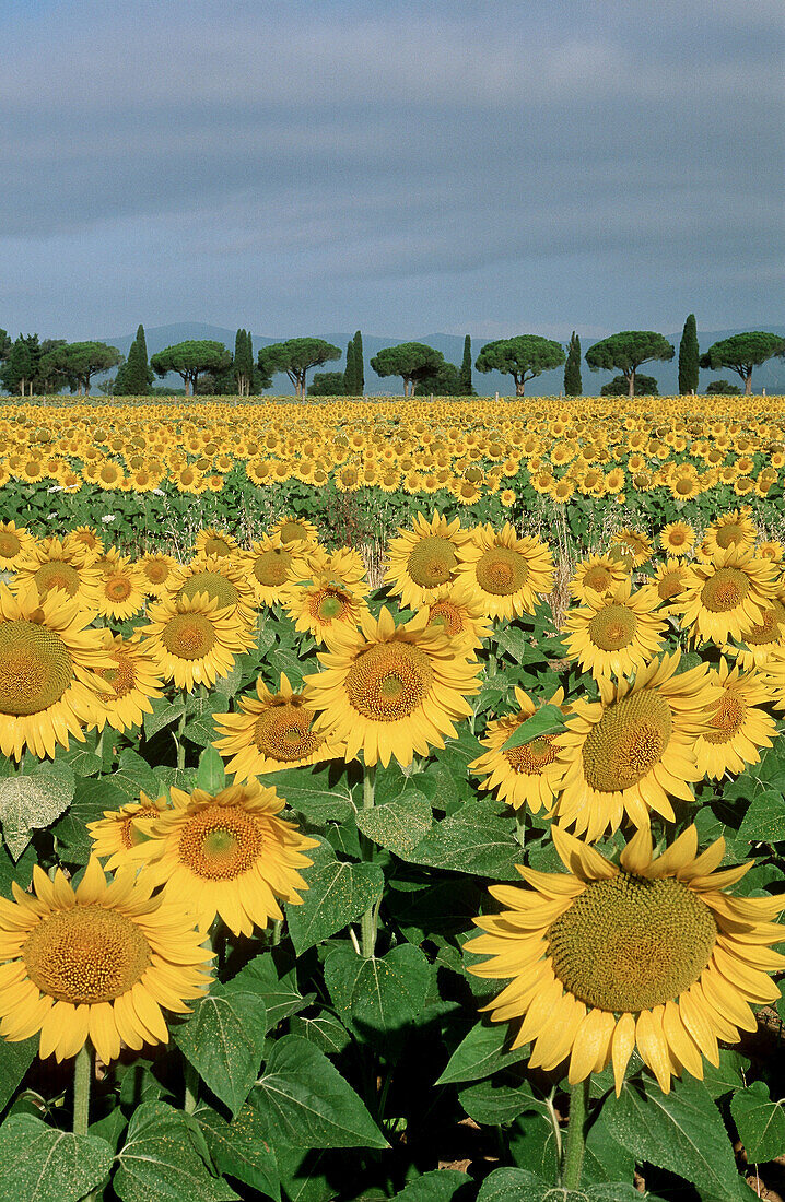 Sunflower field in front of Pines and Cypresses alley, Maremma, Tuscany, Italy