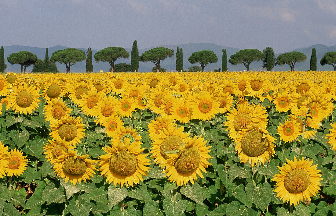 Sunflower field in front of Pines and Cypresses alley, Maremma, Tuscany, Italy