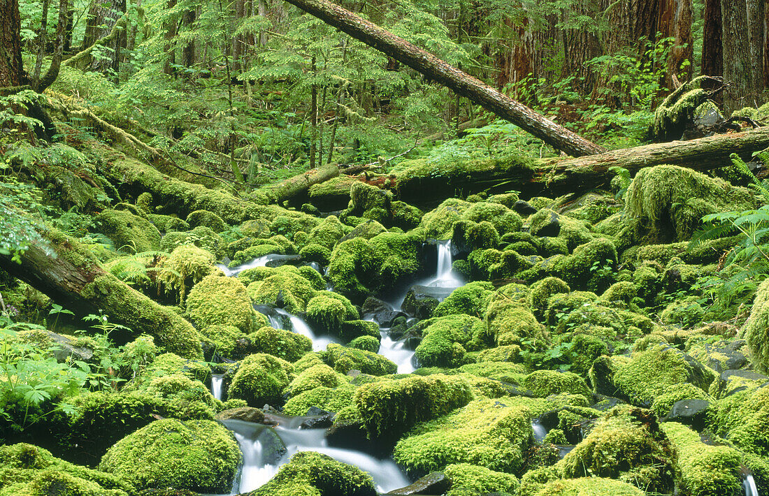 Brook near Sol Duc River in Pacific rainforest, Olympic National Park. Washington, USA