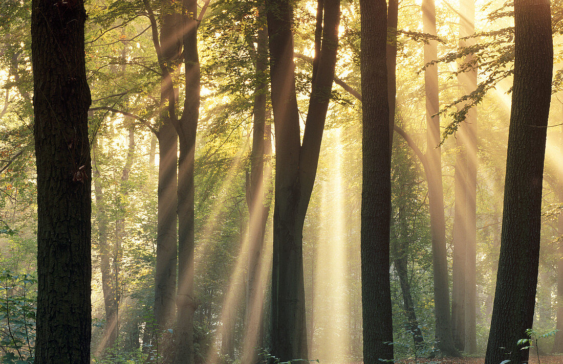 Sunrays shining through forest. Saxony, Germany