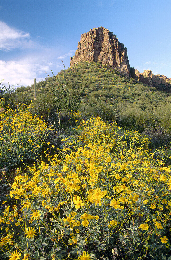Brittlebush (Encelia farinose), Superstition Mountains. Sonoran desert, Arizona, USA