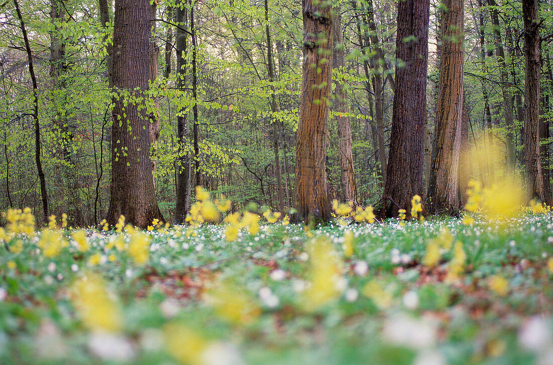 Oxlip (Primula elatior) in spring forest. Hainich National Park, Thueringen, Germany.