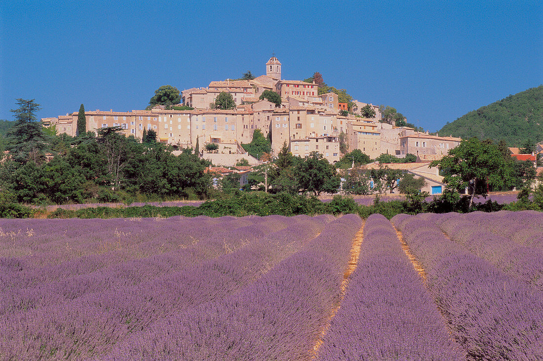 Lavender field at Banon. Provence, France.
