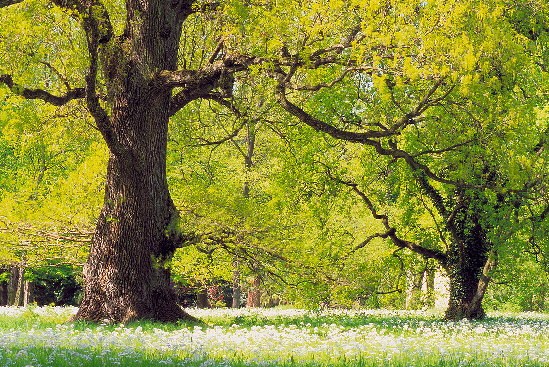 Oak tree in spring. Saxony, Germany.