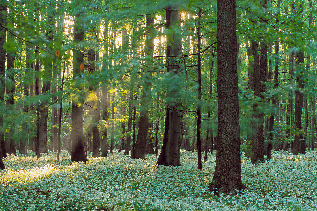Ramson in spring forest. (Allium ursinum). Hainich National Park, Thueringen, Germany.