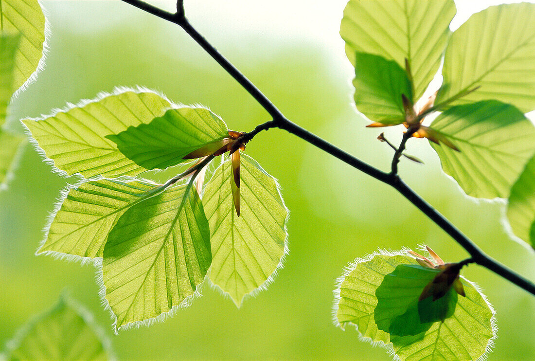 Leaves beech tree in spring. Germany.