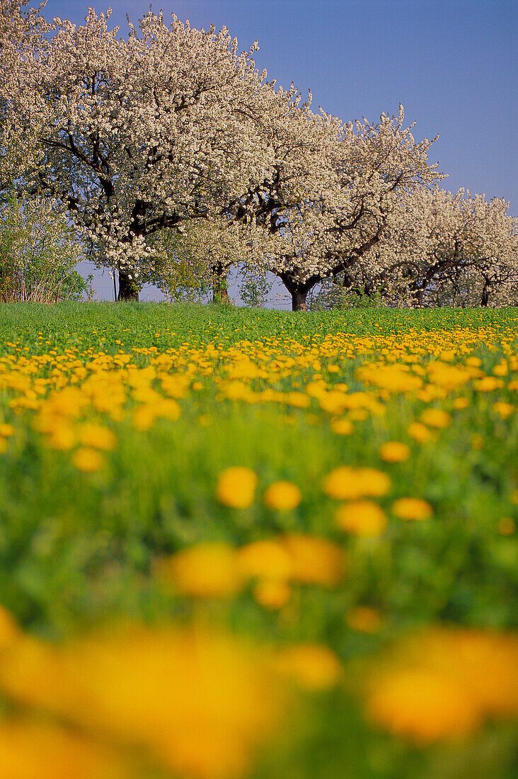 Blossoming cherry trees in dandelion meadow. Saxony, Germany
