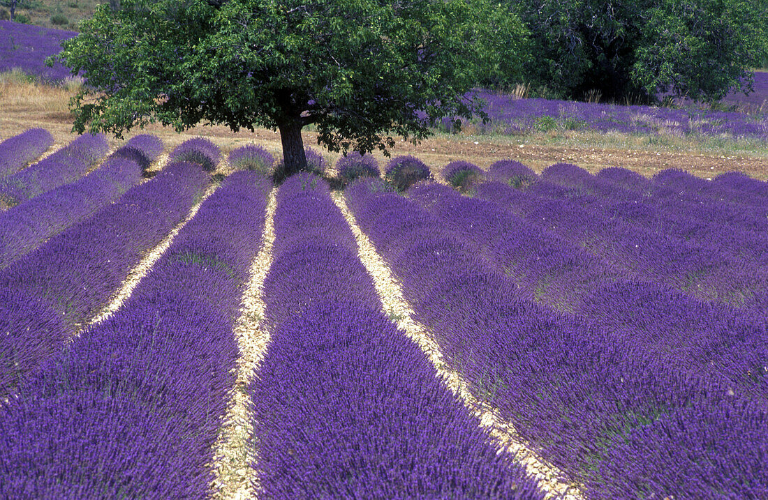 Tree in Lavender field, Plateau de Vaucluse, Sault, Provence, France