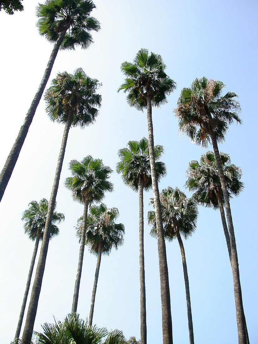 Palm trees (Washingtonia filifera)