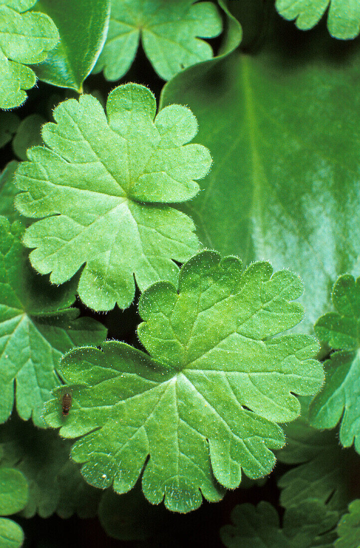 Leaves