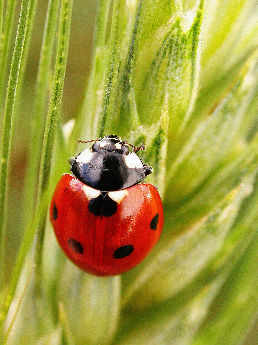 Ladybird (Coccinella septempunctata)