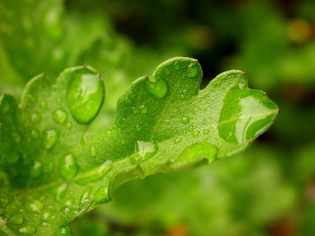 Rain drops on leaf