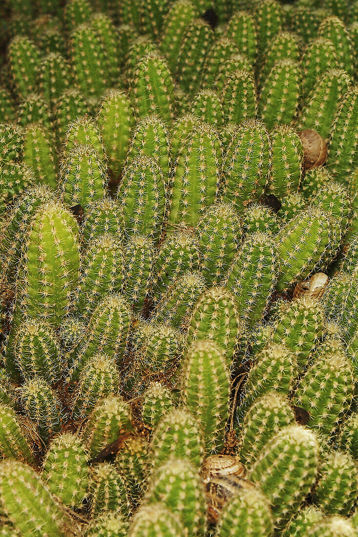 Cactus