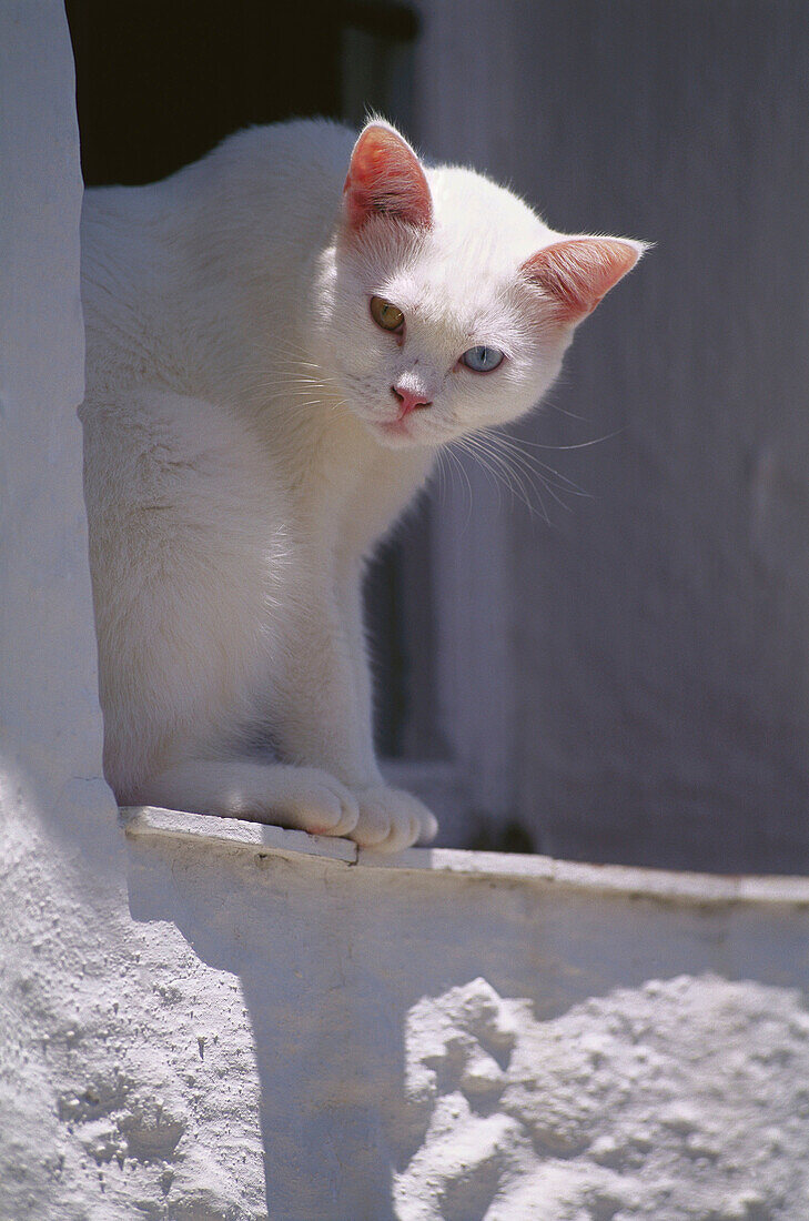 White domestic cat with eyes of two different colors