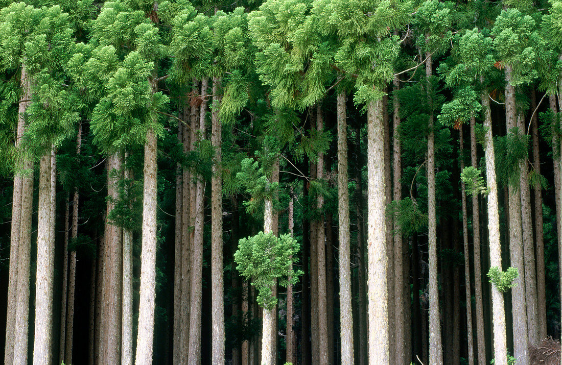 Bosque de Cryptomerias. Altura max.60 metros. Originaria de China y Japón. Familia de Taxodiacees. Isla de Reunión. Francia