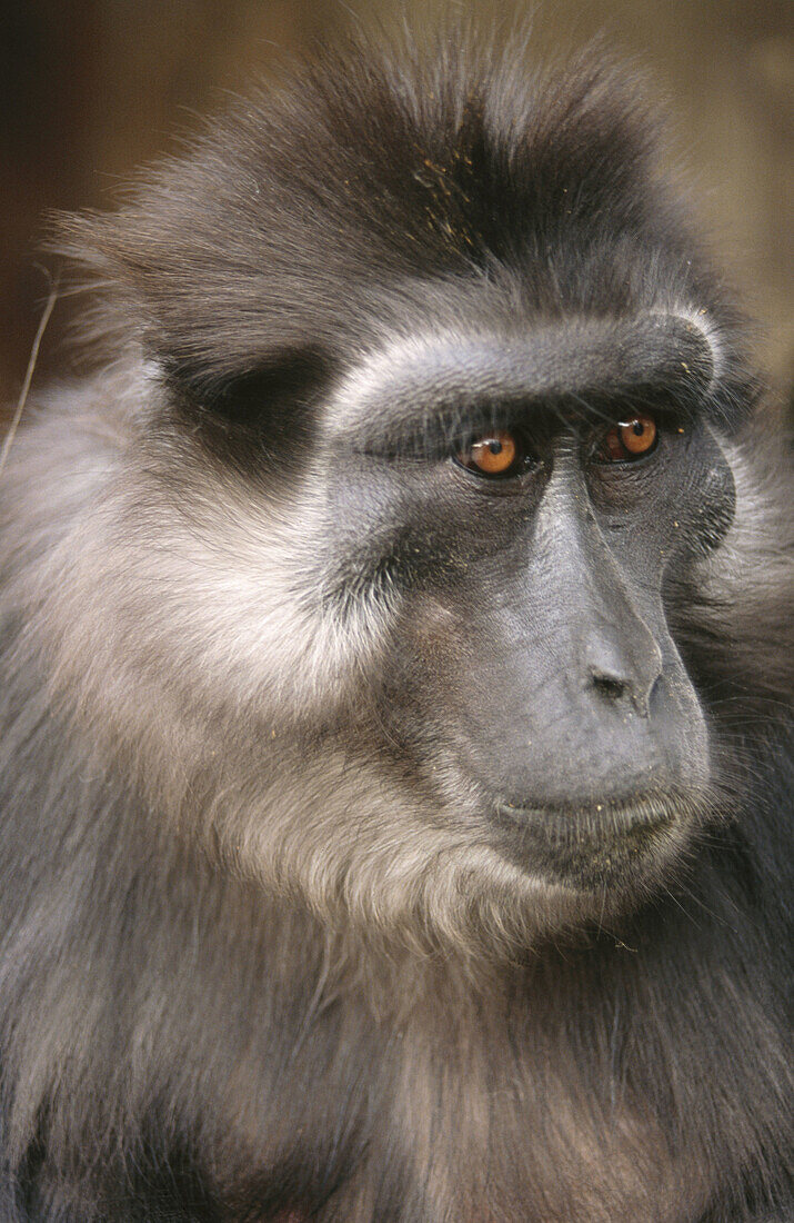 Celebes Black Ape (Macaca nigra), female