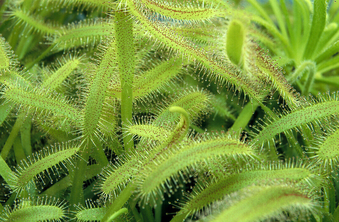 Drosera capensis