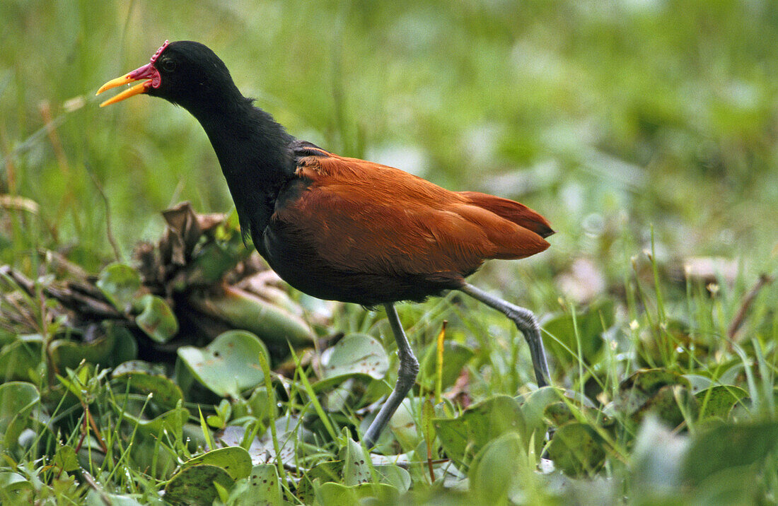 Wattled Jacana (Jacana jacana). South America