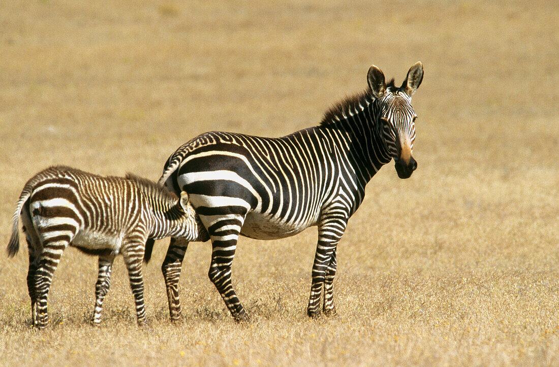 Zebra suckling foal (Equus zebra zebra), Southern Africa