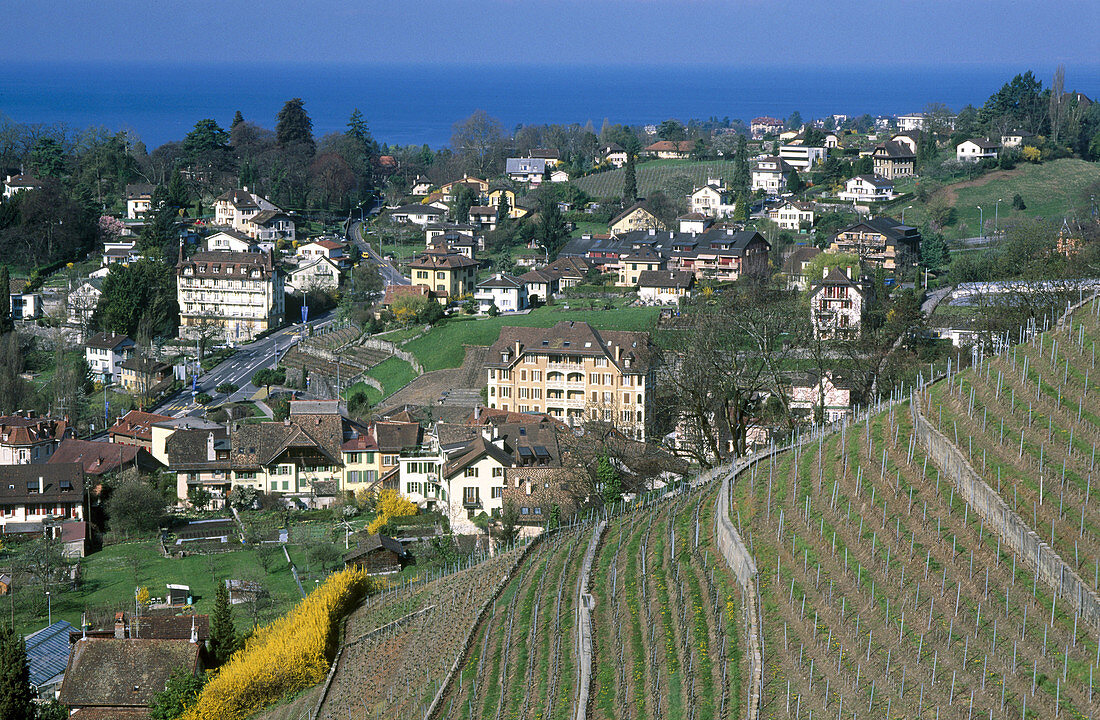 Vineyards and houses between Clarence and Montreux. Lake Geneva at the back. Switzerland.