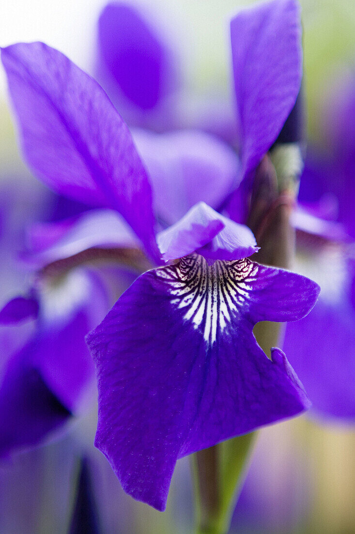 Iris, Iris sibirica.