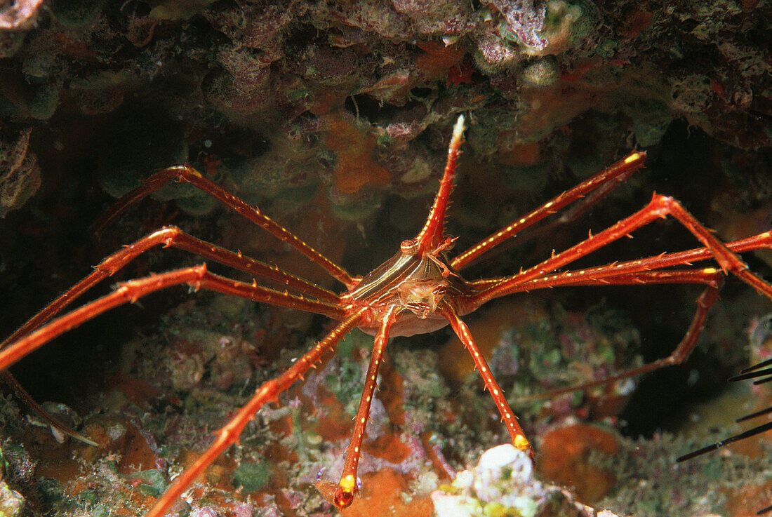 Crab. Ferro Island. Canary Islands. Spain