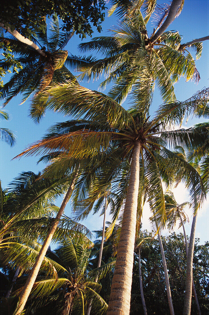 Palms. Fiji islands