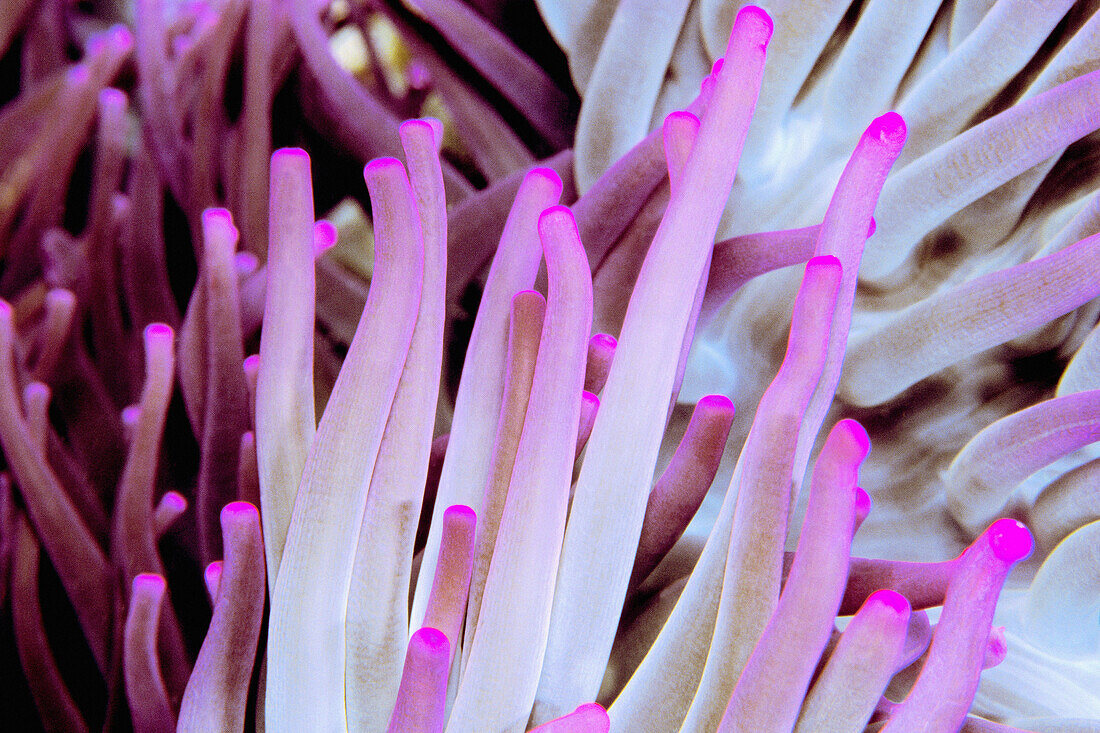 Close up of bright fuchsia colored anemone (Heteractis magnifica) tentacles. Bali, Indonesia.