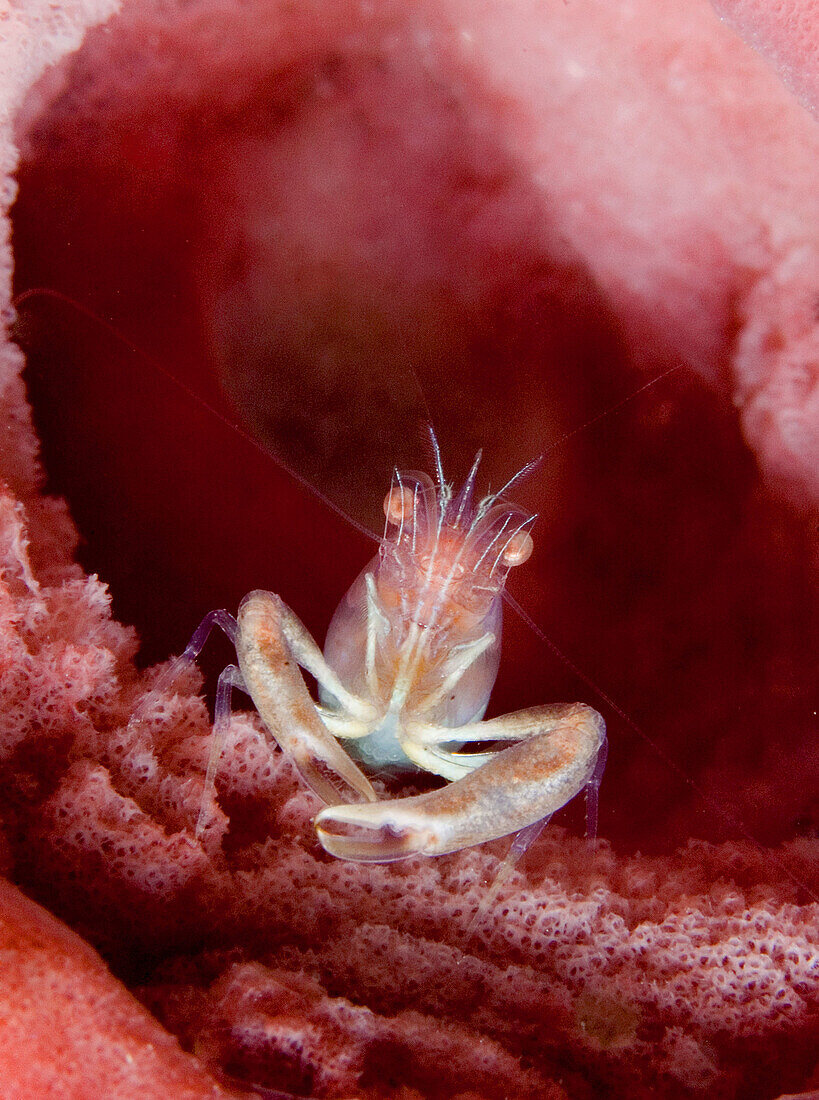 A pink commesal shrimp (Periclemenaeu gorgonidarum) found in sponge on a shallow dive off Batana Island, Raja Ampat, Indonesia, Indo-Pacific Ocean.