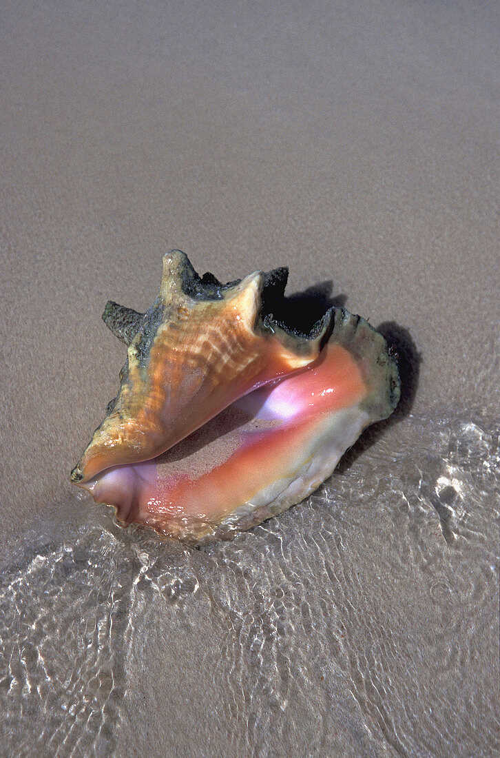 Vertical image of a Queen Conch shell washed on shore by the daily tides - Gibbs Cay -Turk Islands