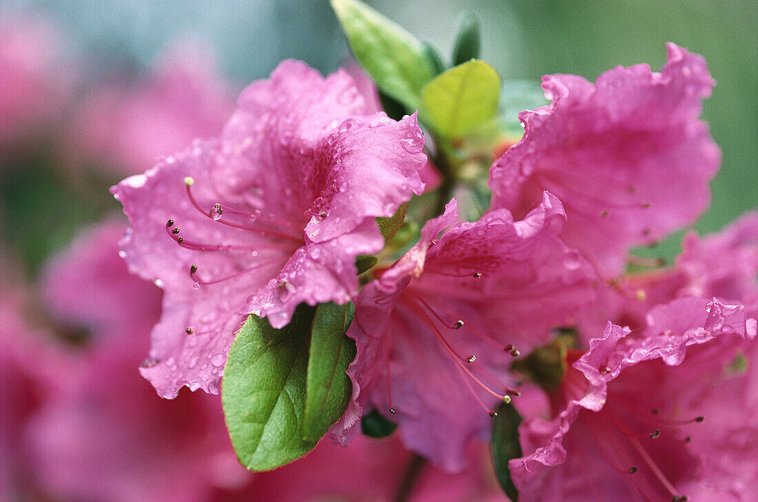 Rhododendron (Rhododendron sp.)