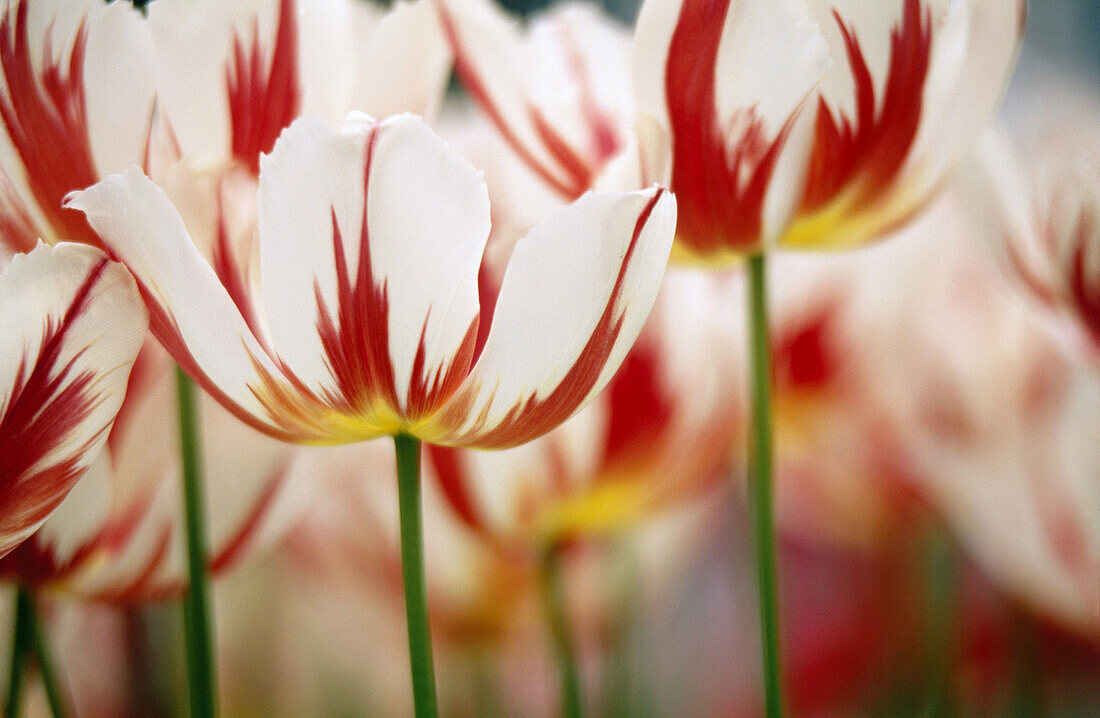 Tulips Happy generation