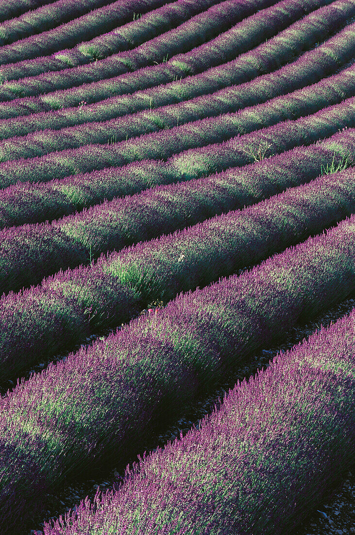 Lavender. Provence. France