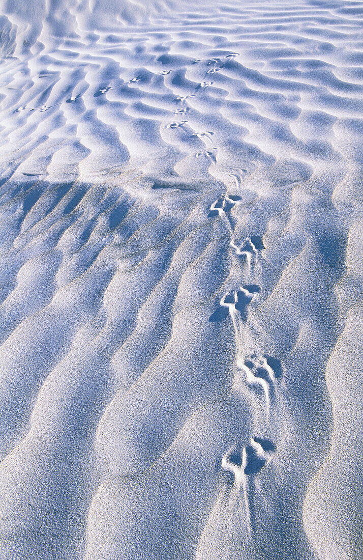 White gipsum dunes. Nambung National Park. Western Australia