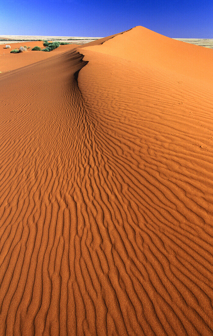 Sand dunes. Strzelecki Creek. South Australia. Australia