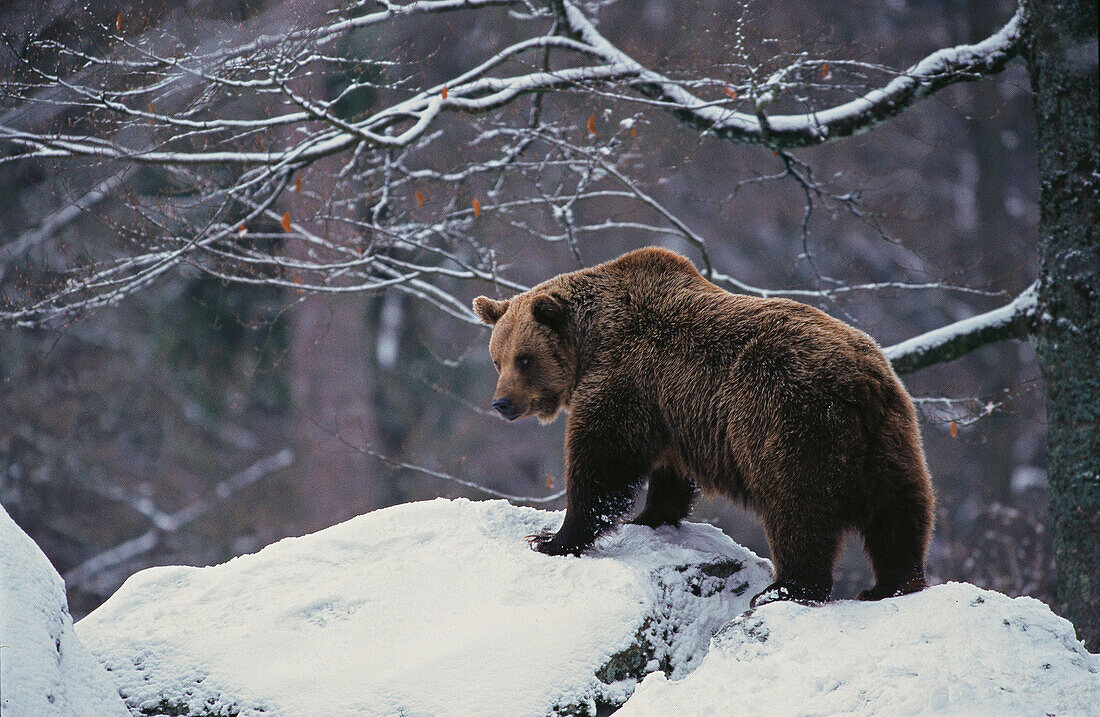 Brown Bear (Ursus arctos)