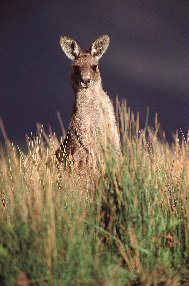 Grey Kangaroo (Macropus giganteus). Australia