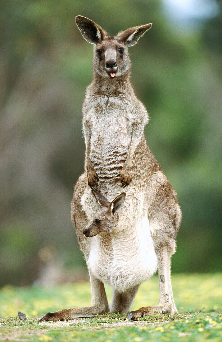 Grey Kangaroo (Macropus giganteus). Australia