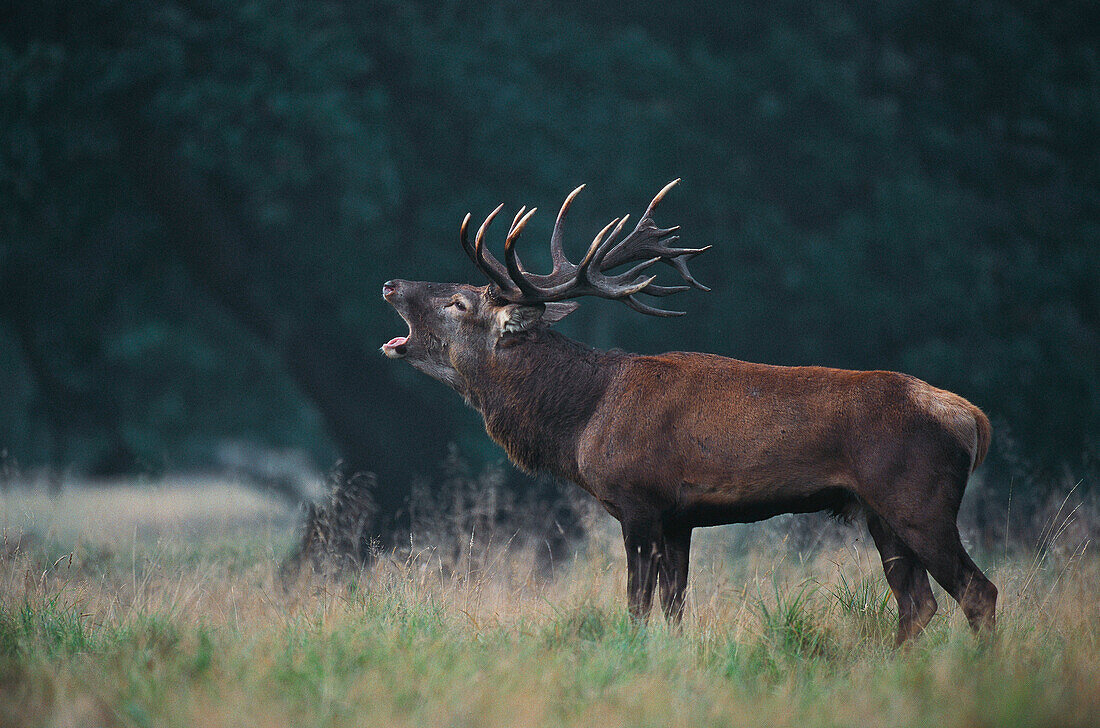 Red Deer (Cervus elaphus)