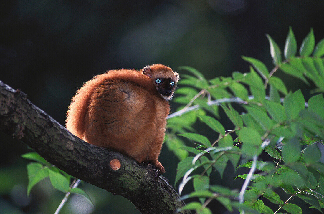 Lemur (Eulemur macaco flavirons)