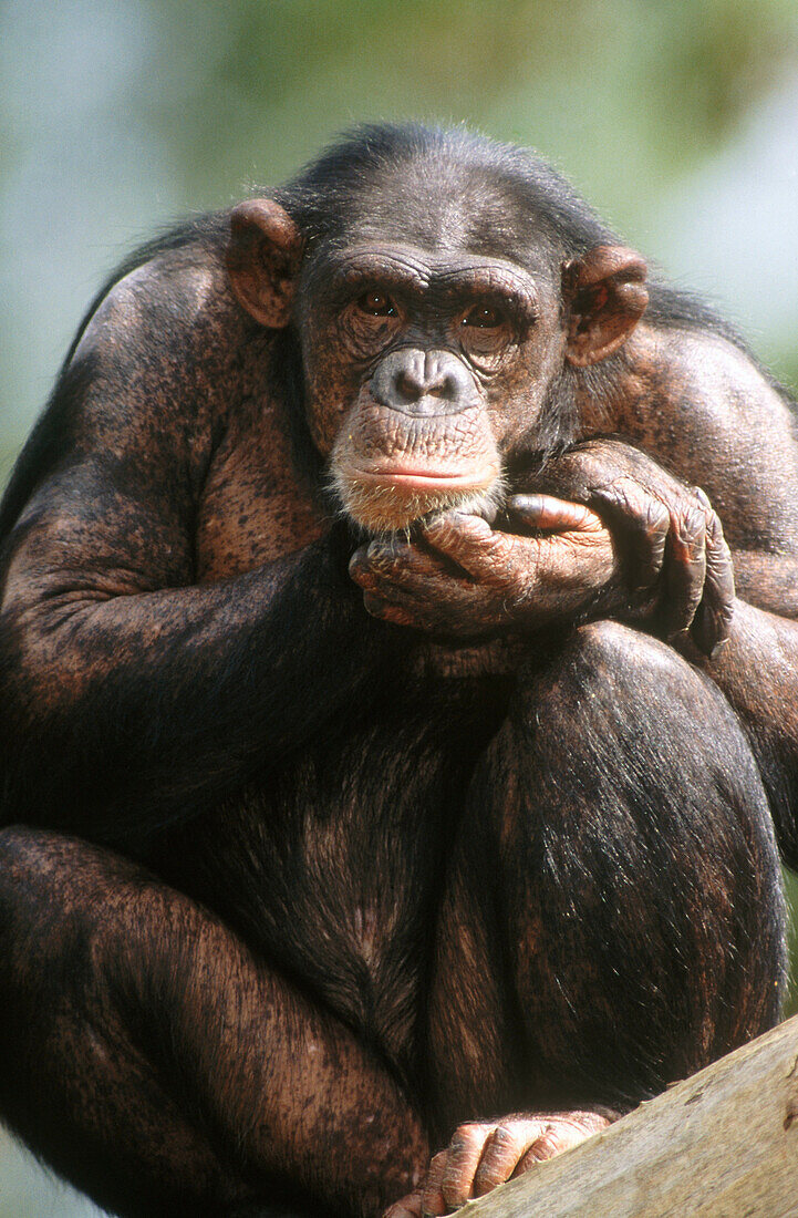 Chimpanzee (Pan troglodytes)