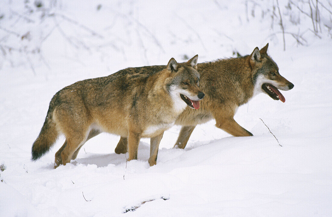 Wolves (Canis lupus)