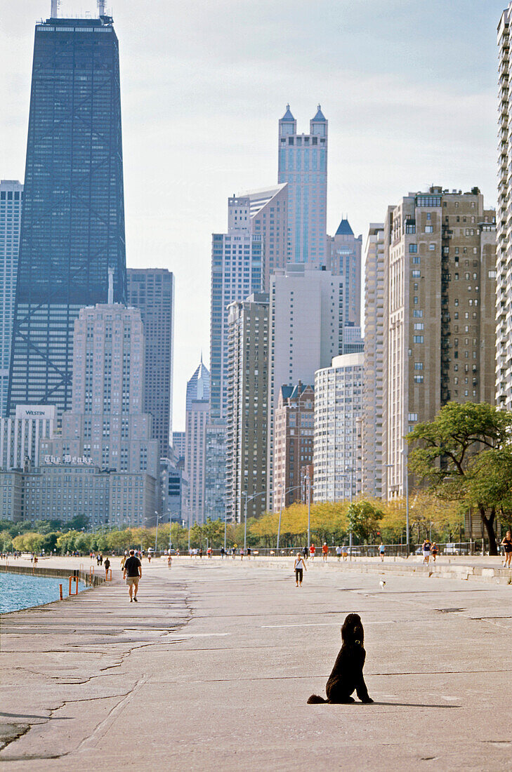 Pudel am North Beach mit Skyline, Chicago, Illinois, USA