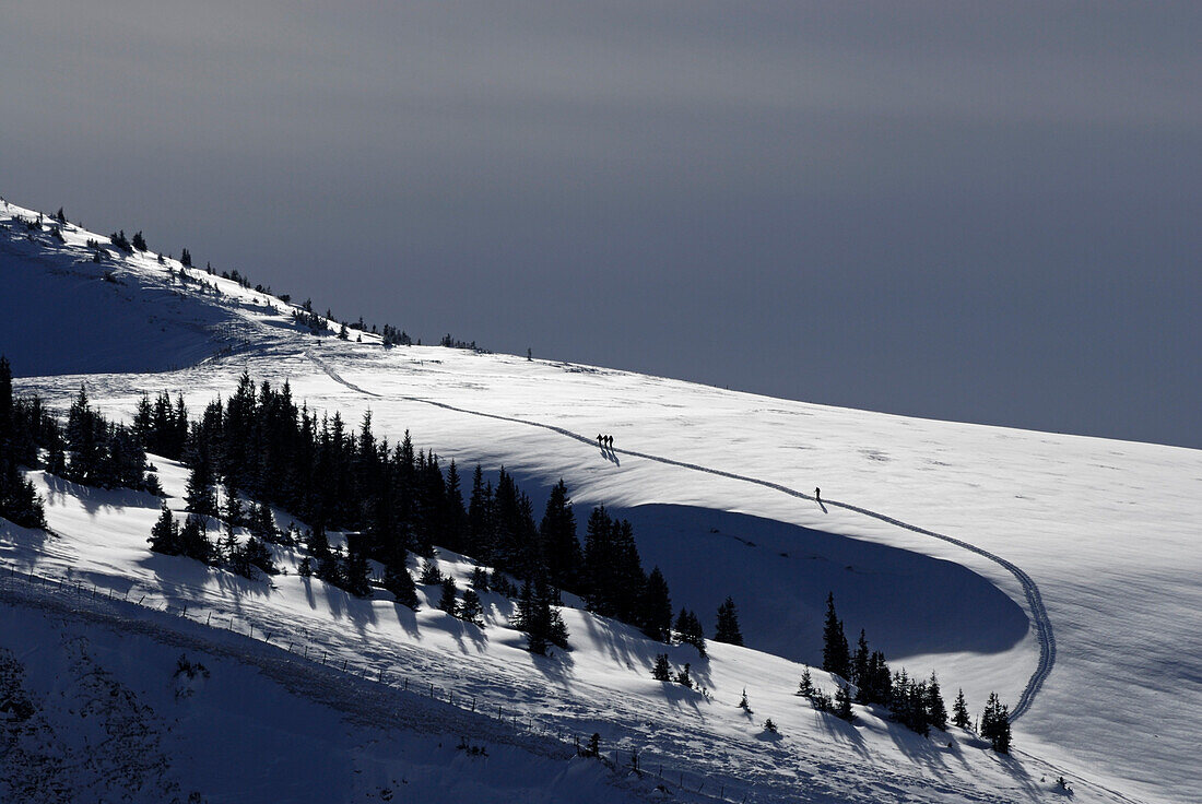 group of backcountry skiers ascending glooming ridge, Bschießer, Allgaeu range, Allgaeu, Tyrol, Austria