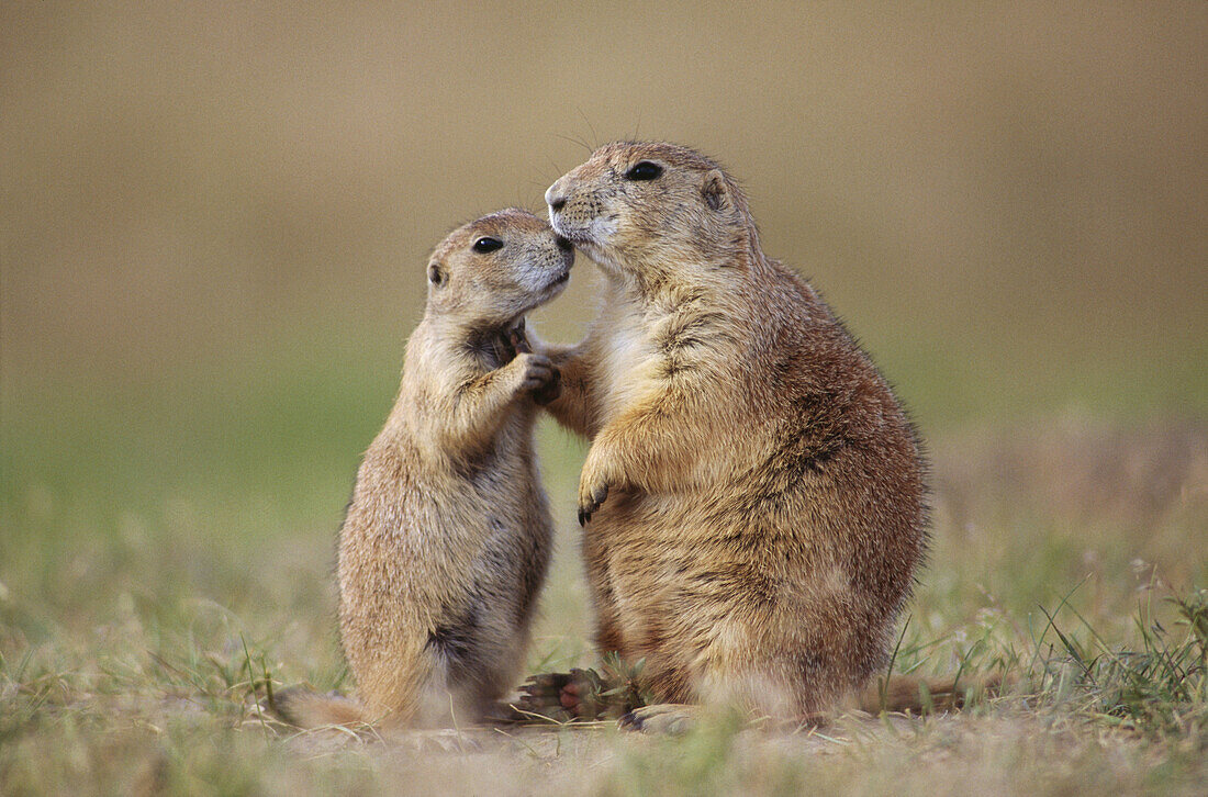 Black-tailed Prairie Dog (Cynomys ludovicianus), adult and younger interacting. Devil s Tower National Monument. Wyoming. USA