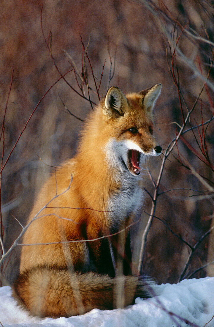 Red Fox (Vulpes vulpes). Ontario. Canada