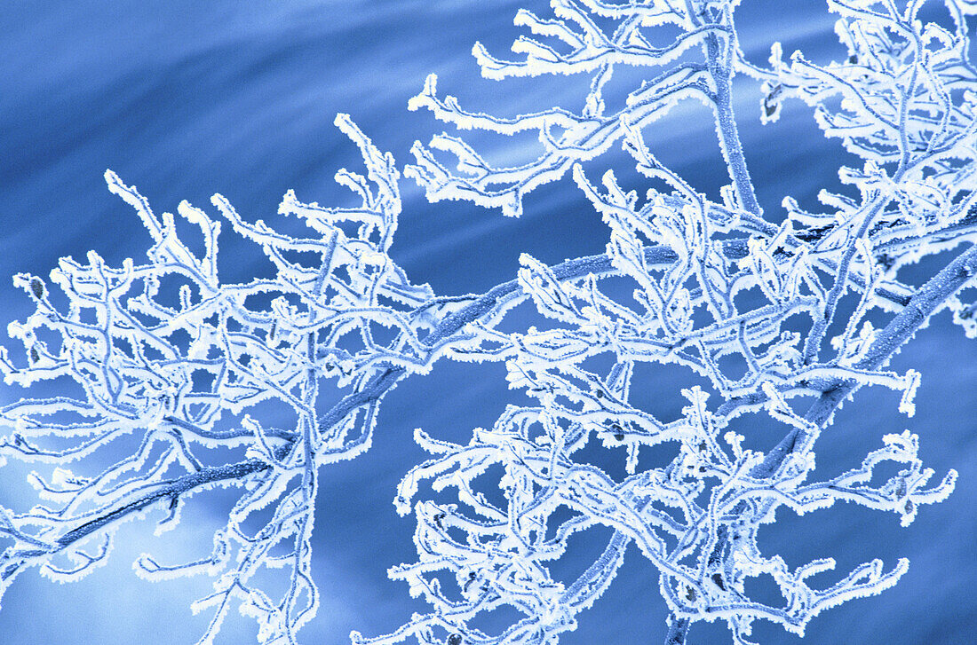 Frosted maple branches hanging over rushing water in winter. Ontario. Canada