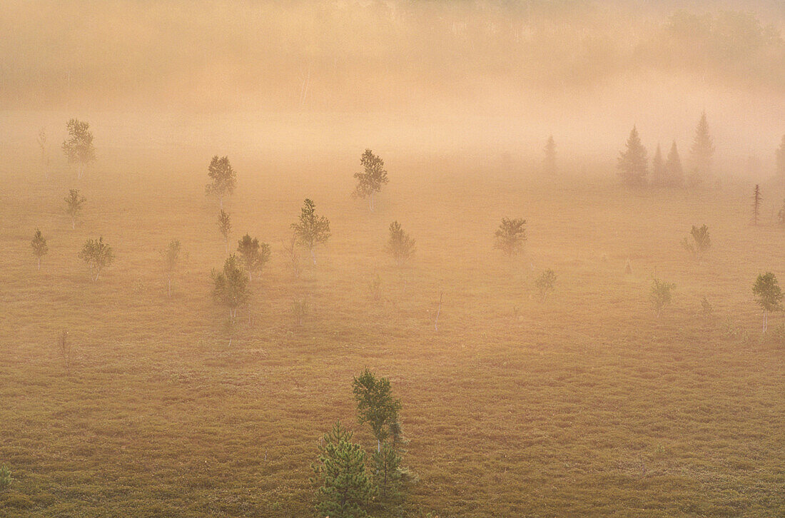 Dawn light on mist and tree silhouettes in wetland. Ontario. Canada