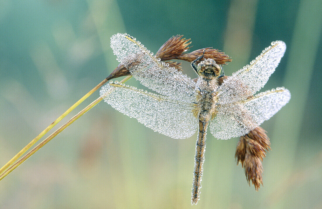 Dew covered dragonfly on sedge stem waiting for morning sun to become active